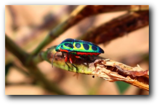 Rainbow Sheild Bug - near Mopani - Kruger nationak Park
