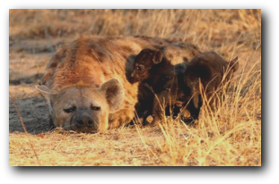 Spotted hyena and cub - Kruger National Park