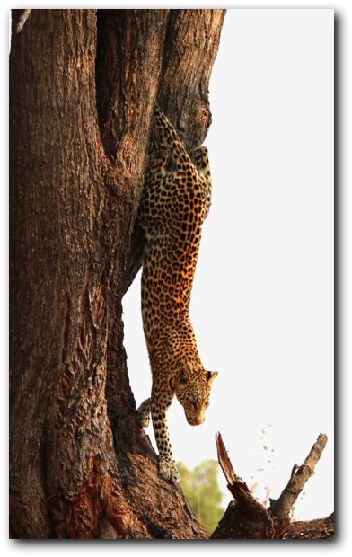 Kruger National Park leopard decsending a tree