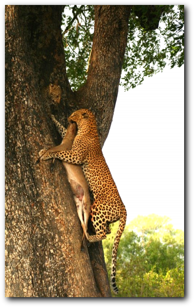 Kruger National Park leopard ascending a tree with kill and cub