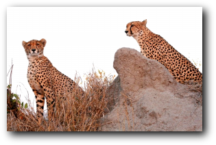 Cheetah near Orpen Camp - Kruger National Park