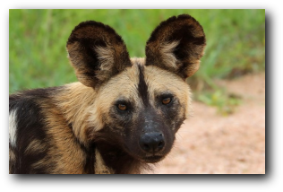 Wild dog - Kruger National park