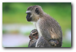 Vervet monkey and baby suckling - Kruger Park