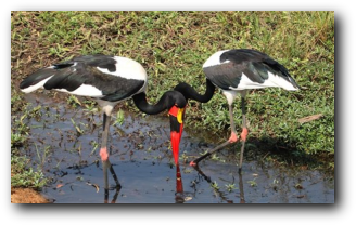 Saddle-billed storks in Kruger Park