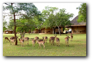Pretoriuskop Rest Camp accommodation- Kruger National Park