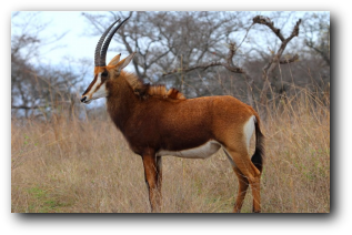 Sable antelope - Pritoriuskop Rest Camp Kruger National Park