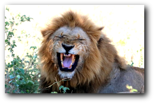 Male lion in flehmen - Kruger National Park