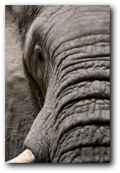 Elephant bull - Kruger Park