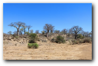 Boabab trees near Punda Maria Rest Camp
