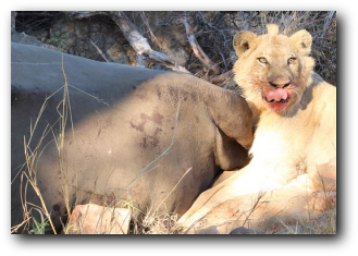 Kruger National Park lion male on a rhino kill