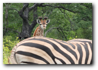 Baby giraffe and zebra Kruger Park