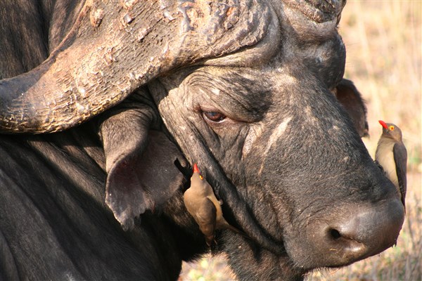 kruger-national-park-buffalo-oxpeckers