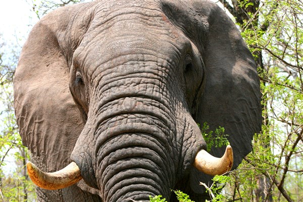 kruger-national-park-elephant-bull-closeup