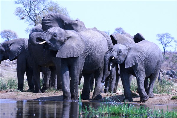 kruger-national-park-elephants-drinking