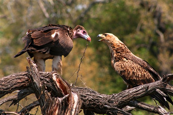 kruger-national-park-lappetfaced-vulture-tawny-eagle-branch