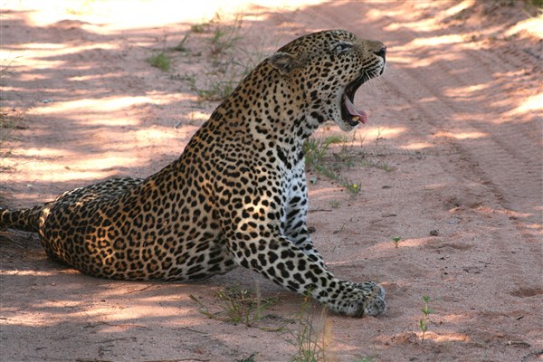 kruger-national-park-leopard-male-yawning