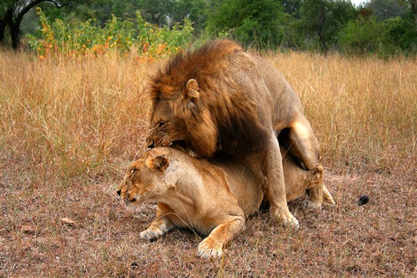 kruger-national-park-lions-mating