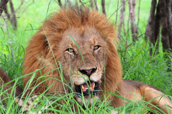 kruger-national-park-male-lion-closeup-resting-in-shade