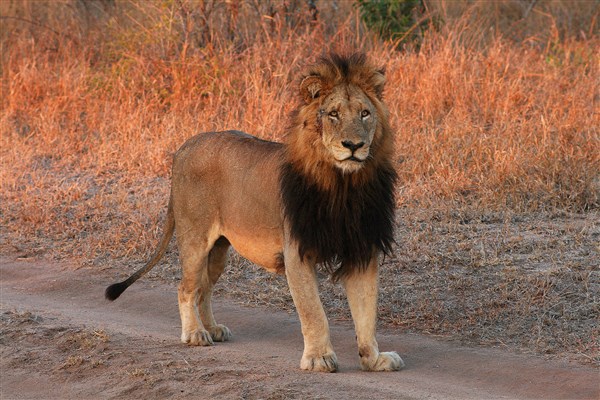 kruger-national-park-male-lion-magnificent