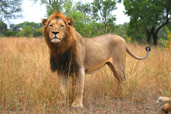 kruger-national-park-male-lion-standing-looking-down
