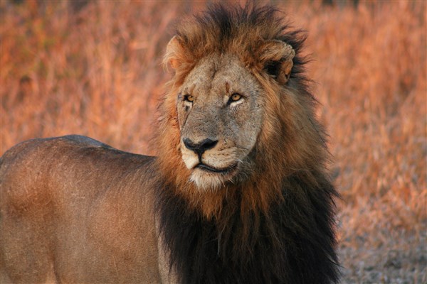kruger-national-park-pride-male-lion-sunlight