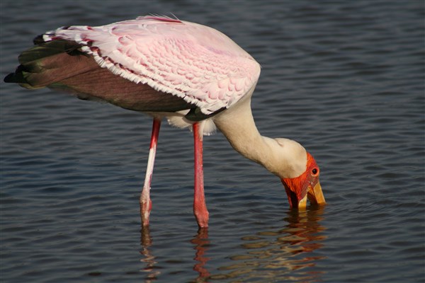 kruger-national-park-sunset-dam-yellow-billed-stork