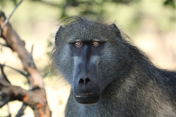 national-park-baboon-male